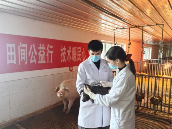 图为团队为村合作社猪场仔猪注射疫苗(左为服务团长唐果,右为服务团队员肖婷)。田间公益服务团 供图